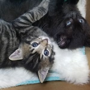 Meet your Posher, Alberta